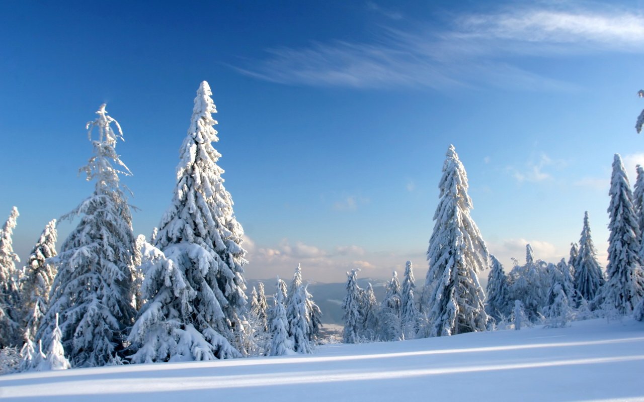 Обои небо, снег, зима, елки, ели, the sky, snow, winter, tree, ate разрешение 1920x1200 Загрузить