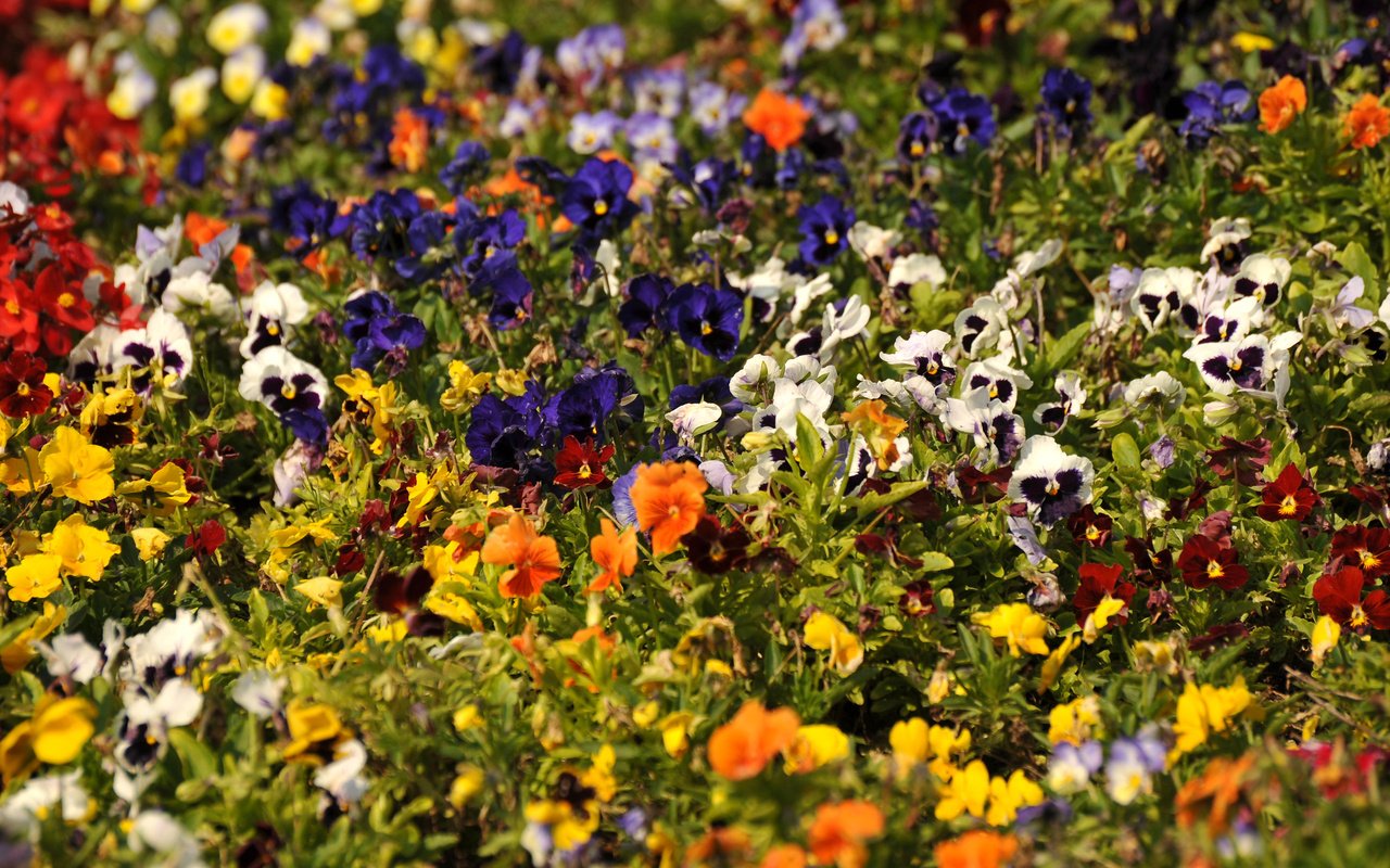 Обои цветы, разноцветные, анютины глазки, flowers, colorful, pansy разрешение 2560x1600 Загрузить