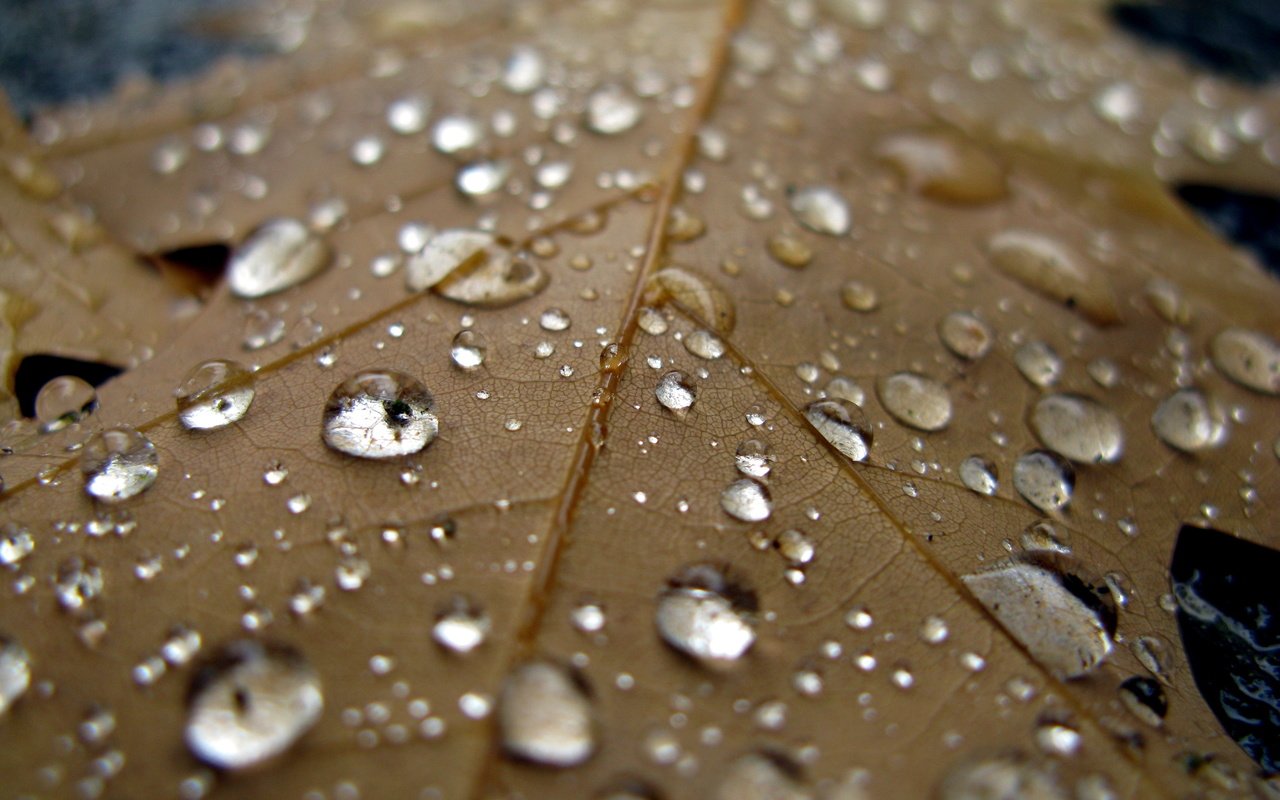 Обои вода, макро, капли, лист, дождь, прохлада, осен, water, macro, drops, sheet, rain, cool, autumn разрешение 4000x3000 Загрузить