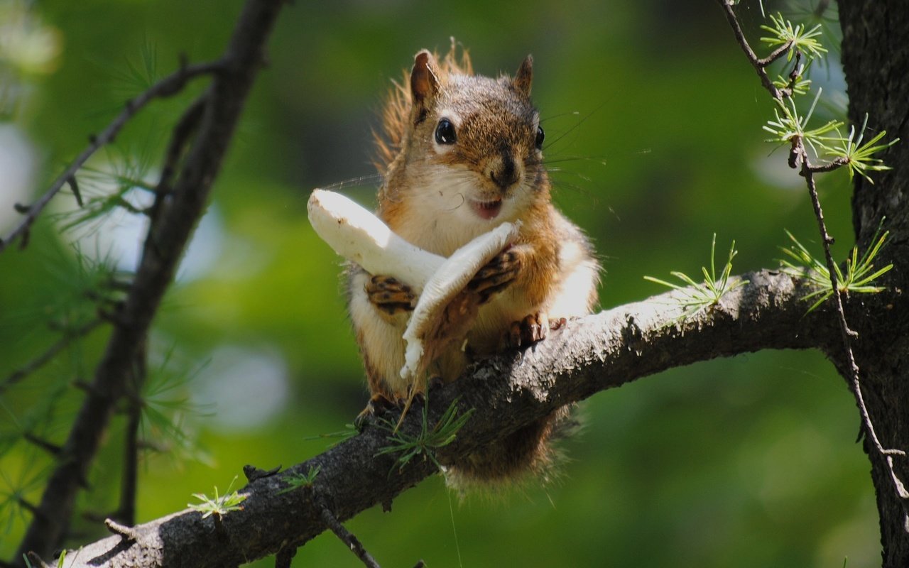 Обои ветка, дерево, еда, гриб, белка, белочка, branch, tree, food, mushroom, protein, squirrel разрешение 2560x1600 Загрузить