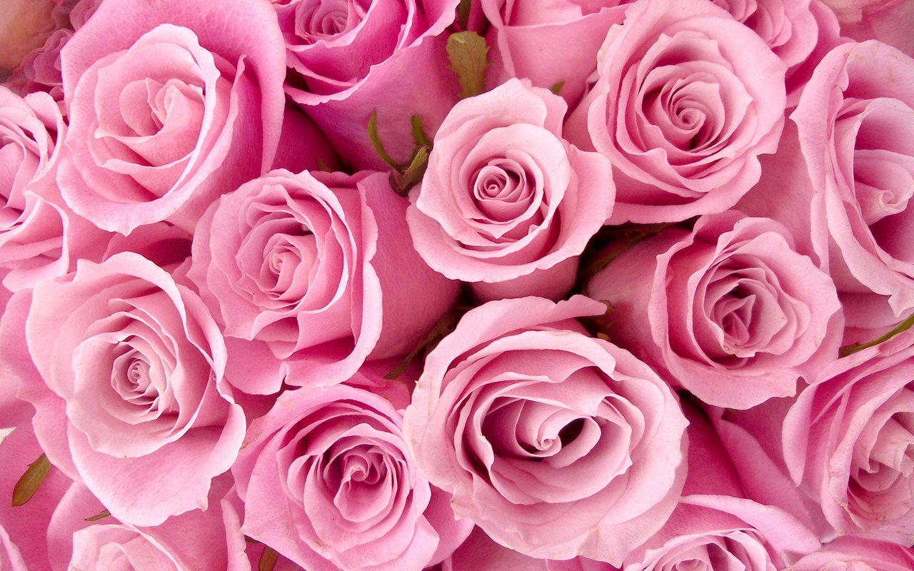 Обои цветы, розы, букет, розовый, cvety, rozy, buket, flowers, roses, bouquet, pink разрешение 3056x2296 Загрузить