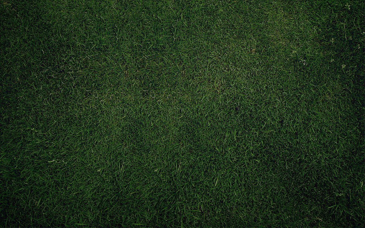 Скачать обои трава, зелень, обои, текстура, газон разрешение 1280x800 #26238