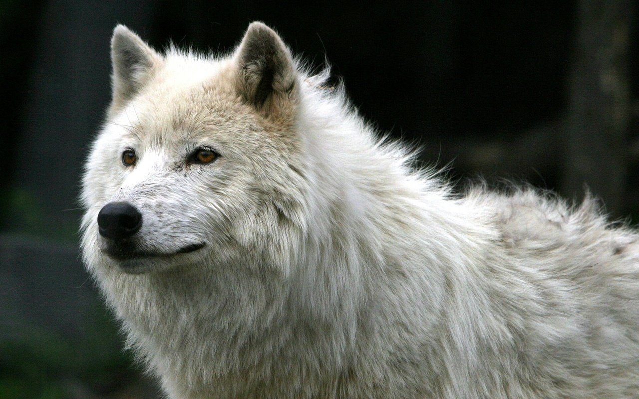 Обои шерсть, белый, хищник, волк, арктический волк, wool, white, predator, wolf, arctic wolf разрешение 1920x1200 Загрузить