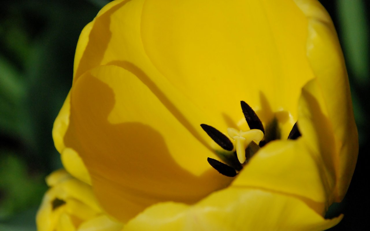 Обои цветок, лепестки, тюльпан, желтые, крупным планом, flower, petals, tulip, yellow, closeup разрешение 3872x2592 Загрузить