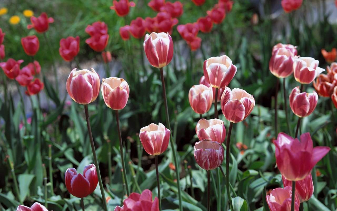Обои цветы, весна, тюльпаны, flowers, spring, tulips разрешение 2560x1920 Загрузить
