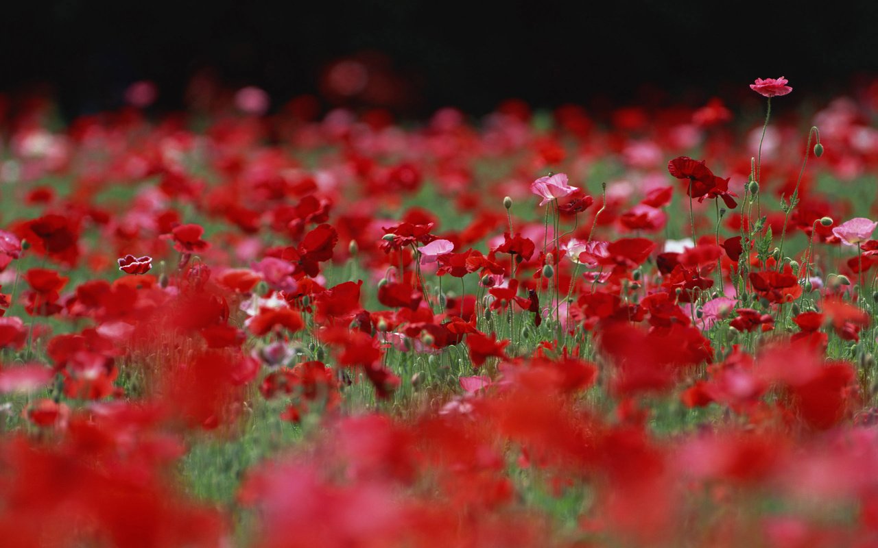 Обои цветы, бутоны, поле, лепестки, красные, маки, розовые, flowers, buds, field, petals, red, maki, pink разрешение 2560x1920 Загрузить