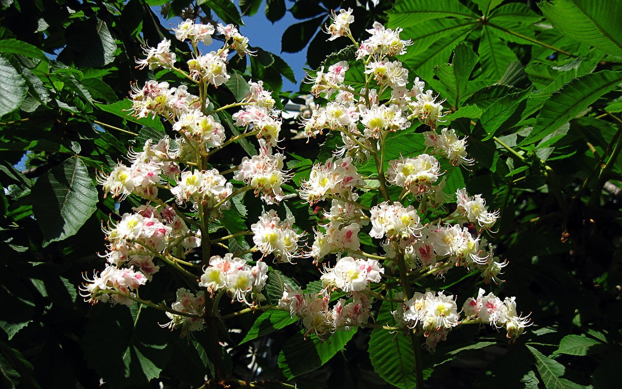 Обои цветы, цветение, листья, ветки, каштан, зеленый листья, flowers, flowering, leaves, branches, chestnut разрешение 1920x1200 Загрузить