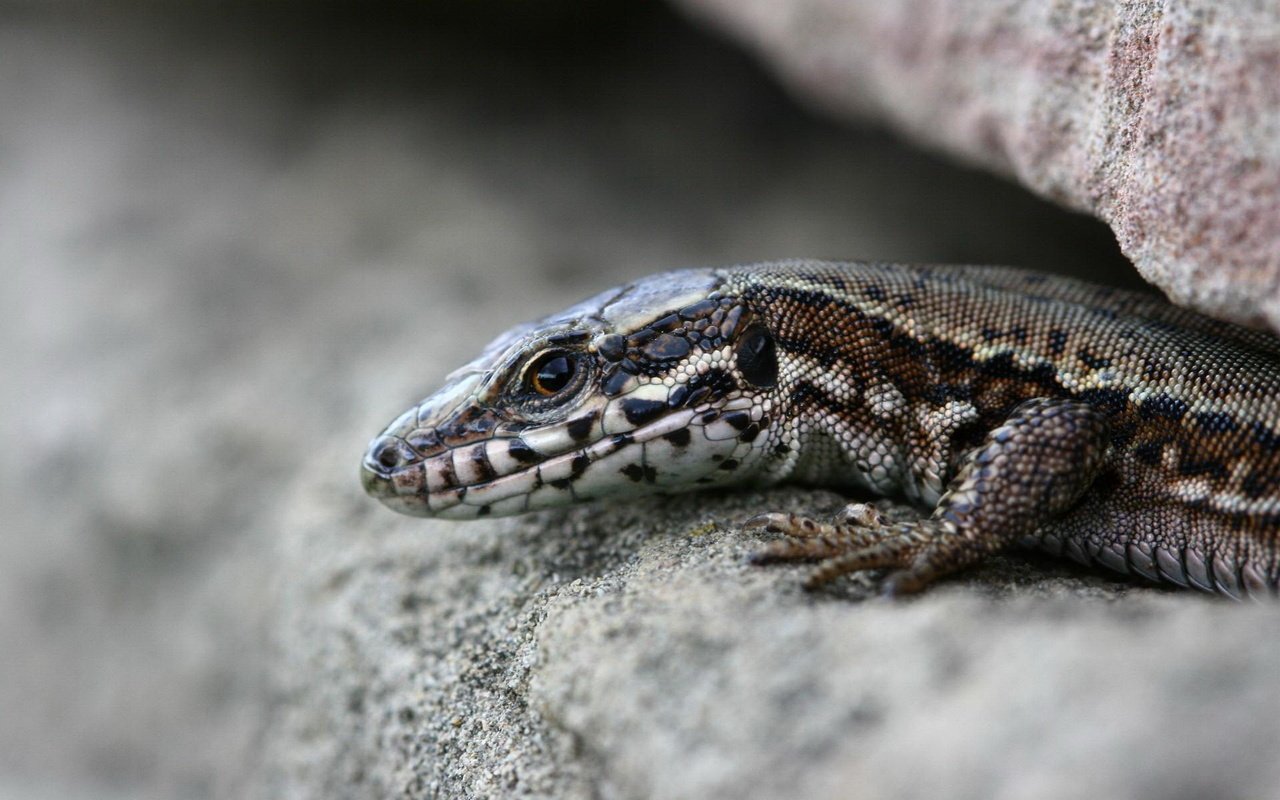 Обои камни, макро, ящерица, рептилия, расщелина, щель, stones, macro, lizard, reptile, cleft, the gap разрешение 1920x1200 Загрузить