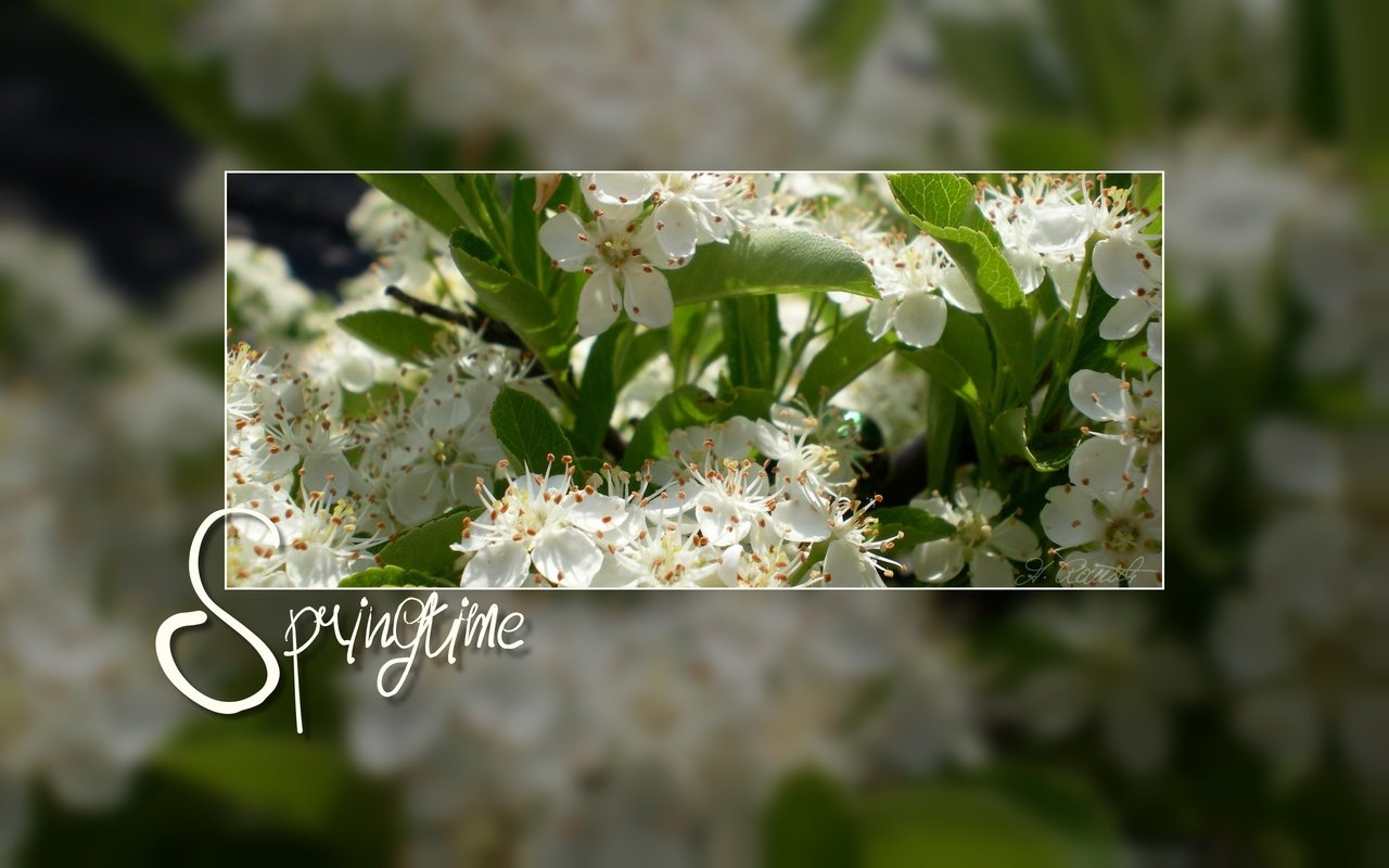 Обои цветение, весна, белые цветы, flowering, spring, white flowers разрешение 2560x1600 Загрузить