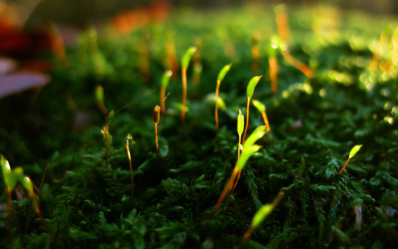 Обои макро, мох, растение, ростки, побеги, macro, moss, plant, sprouts, shoots разрешение 1920x1200 Загрузить