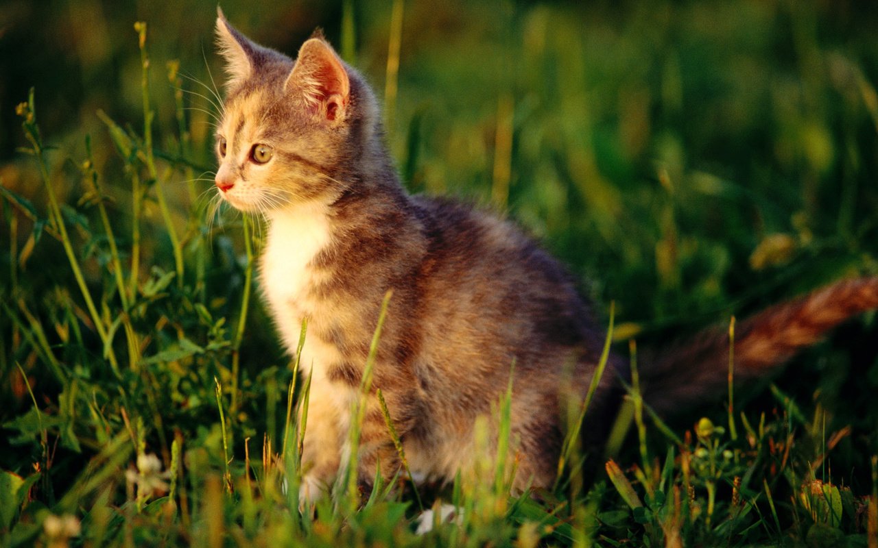Обои трава, кот, усы, кошка, котенок, ушки, grass, cat, mustache, kitty, ears разрешение 1920x1200 Загрузить