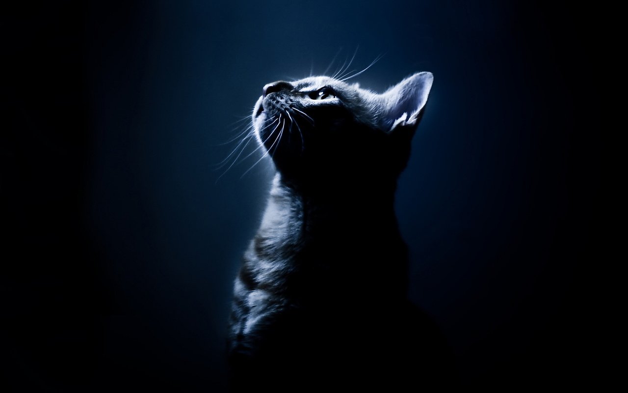 Обои кот, мордочка, усы, кошка, взгляд, профиль, черный фон, cat, muzzle, mustache, look, profile, black background разрешение 1920x1440 Загрузить