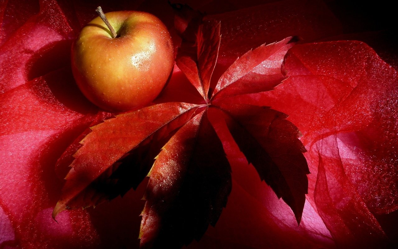 Обои красный, лист, фрукт, яблоко, краcный, натюрморт, эппл, red, sheet, fruit, apple, still life разрешение 2560x1580 Загрузить