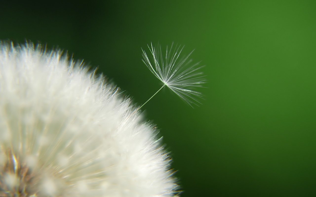 Обои цветок, одуванчик, пух, пушинки, былинки, flower, dandelion, fluff, fuzzes, blade разрешение 1920x1200 Загрузить