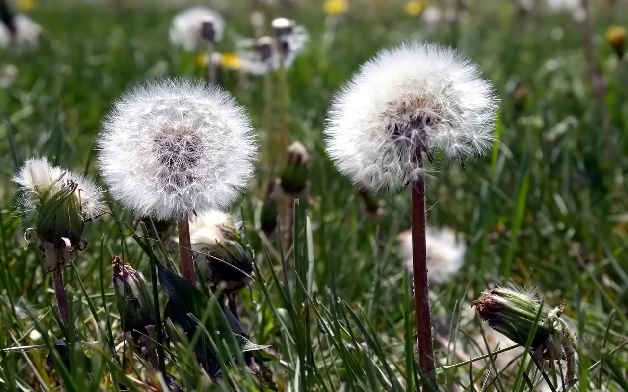 Обои цветы, одуванчик, пушинки, былинки, flowers, dandelion, fuzzes, blade разрешение 1920x1080 Загрузить