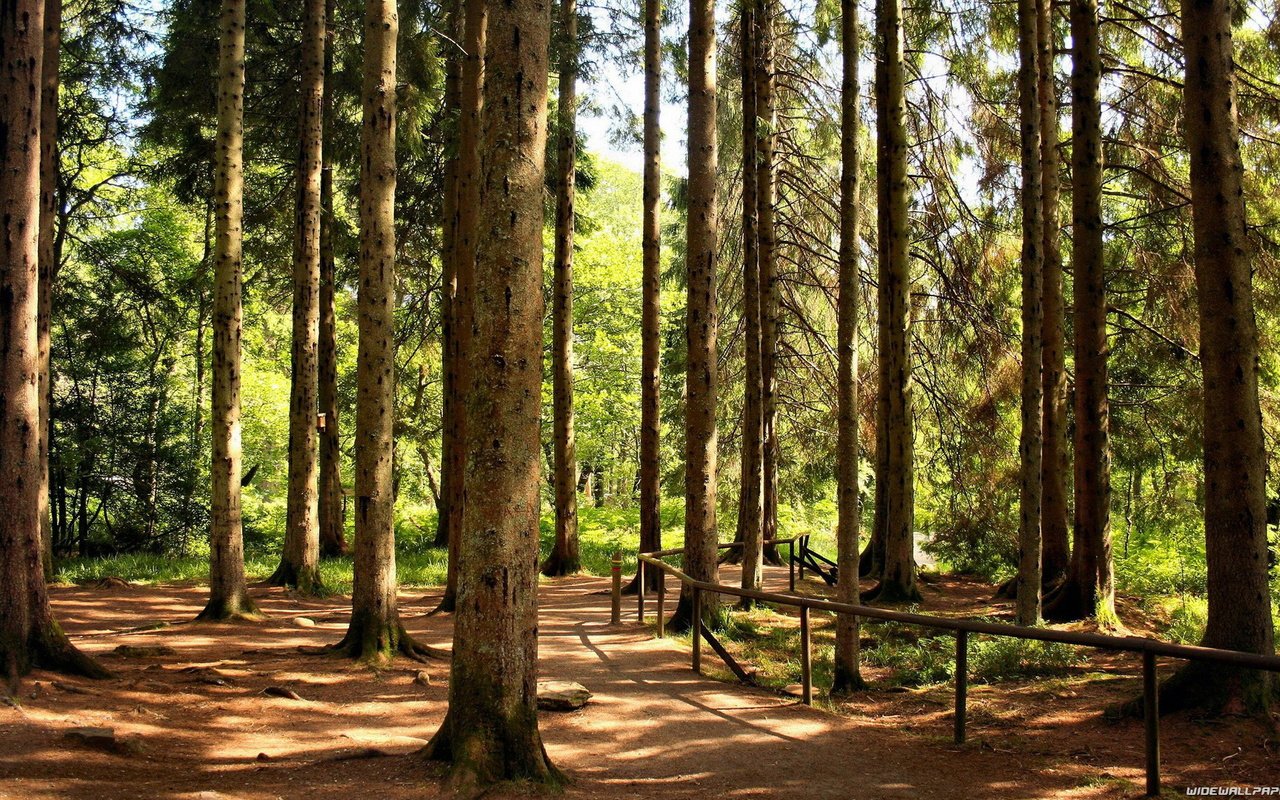 Обои деревья, лес, стволы, ограждение, сосны, тропа, trees, forest, trunks, the fence, pine, trail разрешение 1920x1080 Загрузить