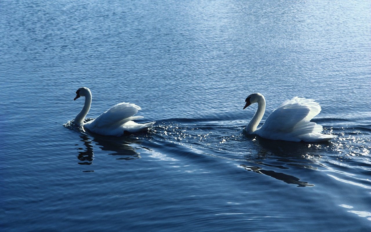 Обои вода, птицы, пара, белые, лебеди, рябь, water, birds, pair, white, swans, ruffle разрешение 1920x1200 Загрузить