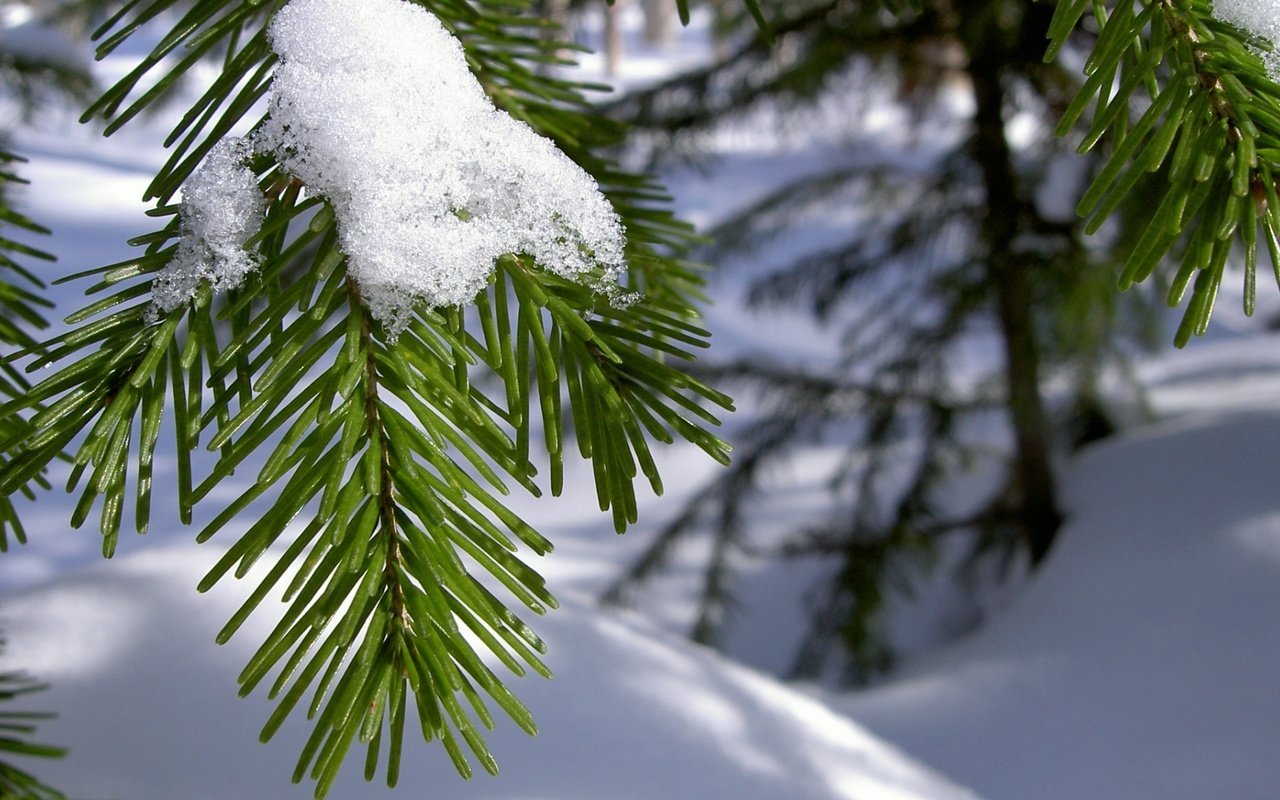 Обои ветка, снег, хвоя, зима, макро, иголки, branch, snow, needles, winter, macro разрешение 1920x1080 Загрузить