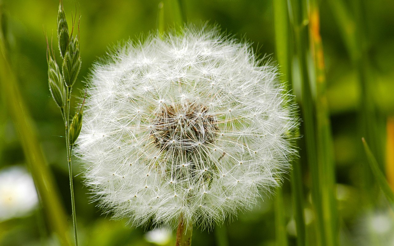 Обои цветок, одуванчик, пух, пушинки, былинки, flower, dandelion, fluff, fuzzes, blade разрешение 1920x1200 Загрузить