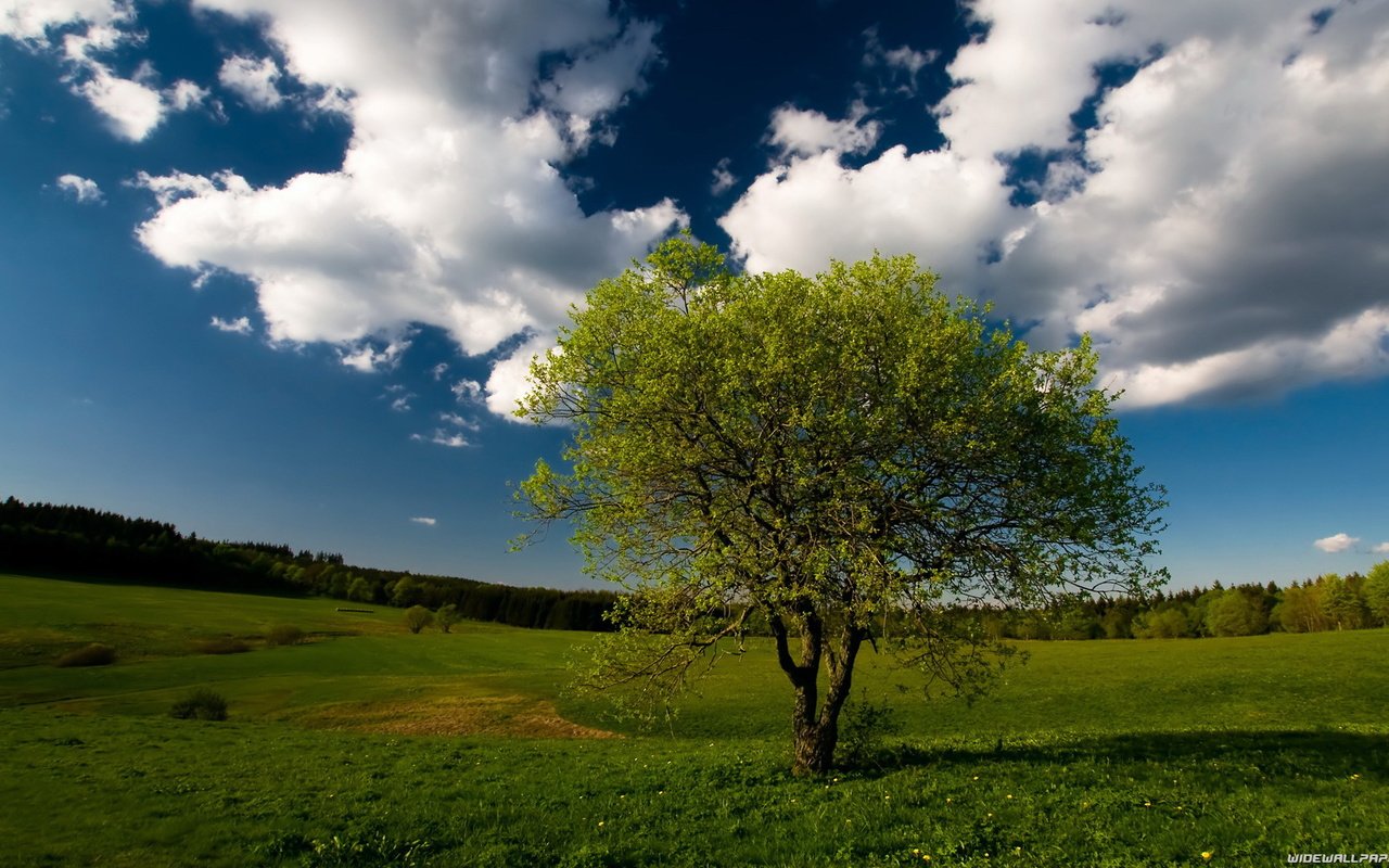 Обои небо, облака, дерево, пейзаж, поле, the sky, clouds, tree, landscape, field разрешение 1920x1080 Загрузить