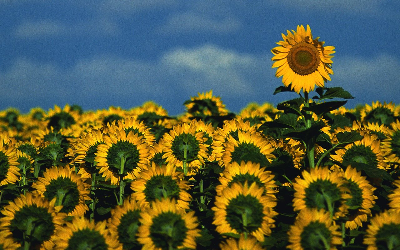 Обои небо, цветы, поле, подсолнухи, the sky, flowers, field, sunflowers разрешение 1920x1080 Загрузить