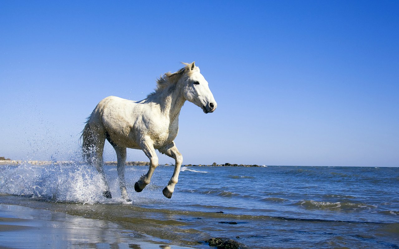 Обои лошадь, вода, берег, море, конь, horse, water, shore, sea разрешение 1920x1200 Загрузить