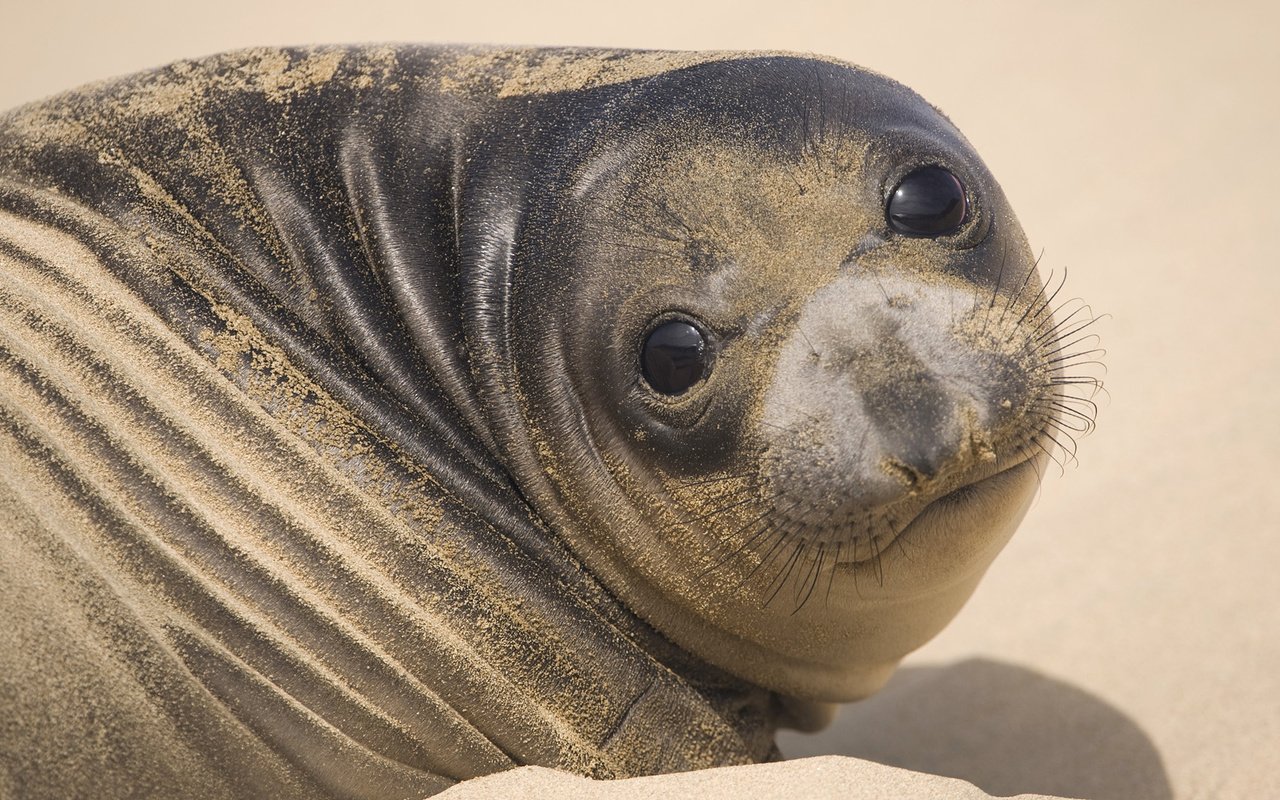 Обои морда, песок, тюлень, face, sand, seal разрешение 1920x1080 Загрузить