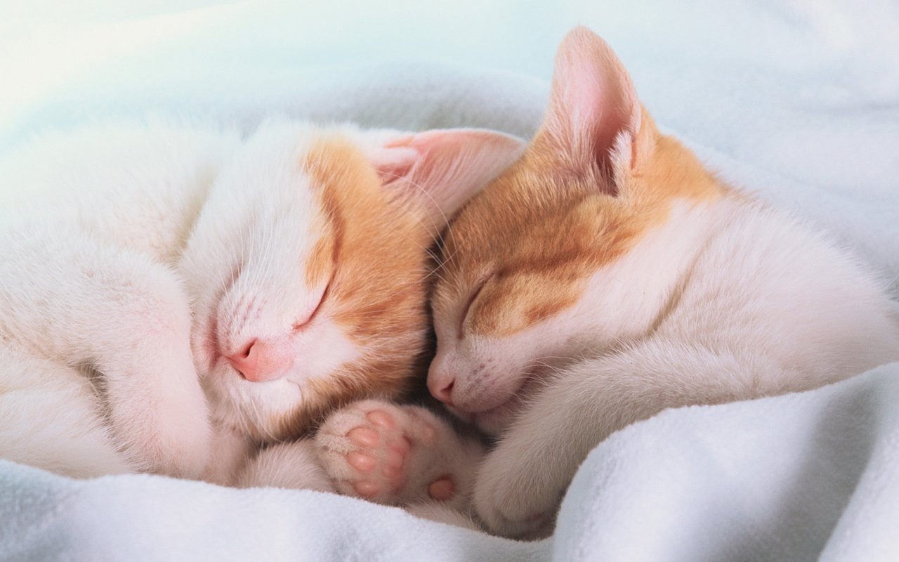 Обои лапы, сон, спят, уши, одеяло, котята, paws, sleep, ears, blanket, kittens разрешение 1920x1080 Загрузить