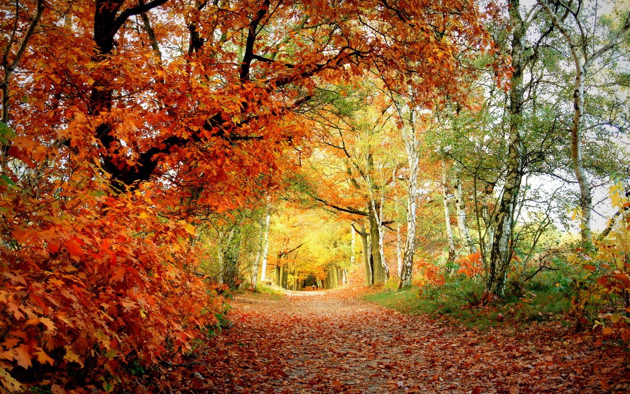 Обои деревья, листья, парк, березы, осень, тропинка, дуб, trees, leaves, park, birch, autumn, path, oak разрешение 2560x1600 Загрузить