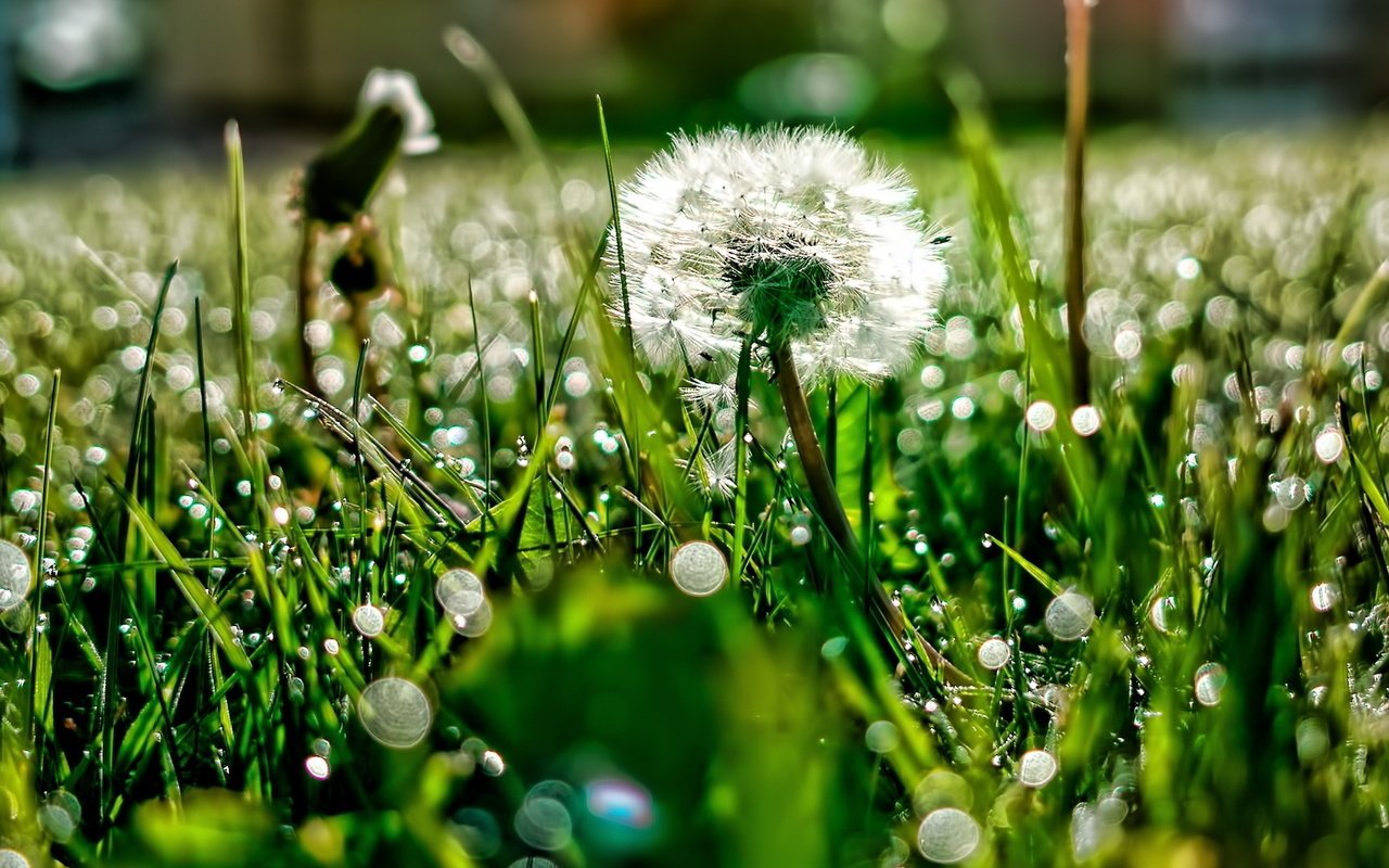 Обои свет, трава, роса, блики, поляна, одуванчик, light, grass, rosa, glare, glade, dandelion разрешение 1920x1080 Загрузить