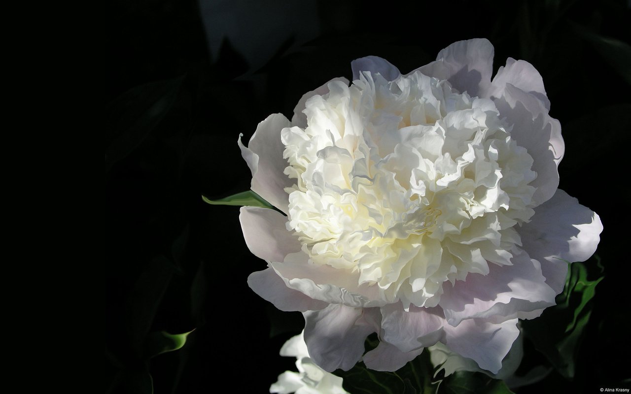 Обои белый, пион, white, peony разрешение 1920x1200 Загрузить