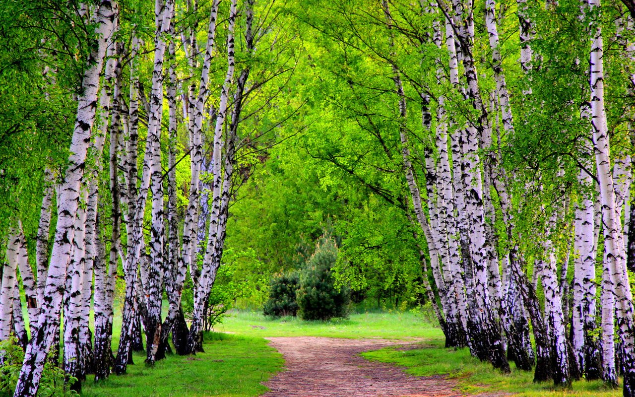 Обои деревья, лес, березы, тропинка, лесок, trees, forest, birch, path, grove разрешение 2560x1600 Загрузить