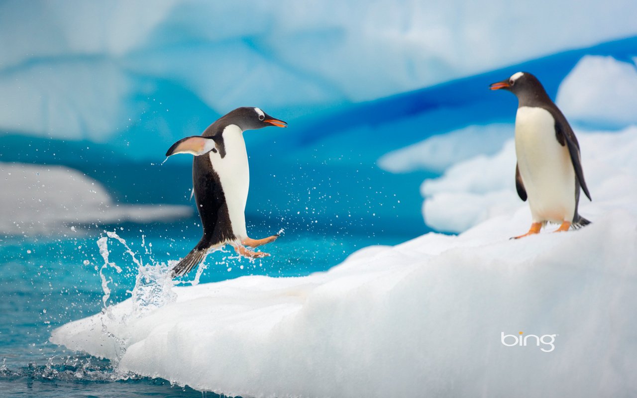 Обои лёд, пингвины, ice, penguins разрешение 1920x1200 Загрузить