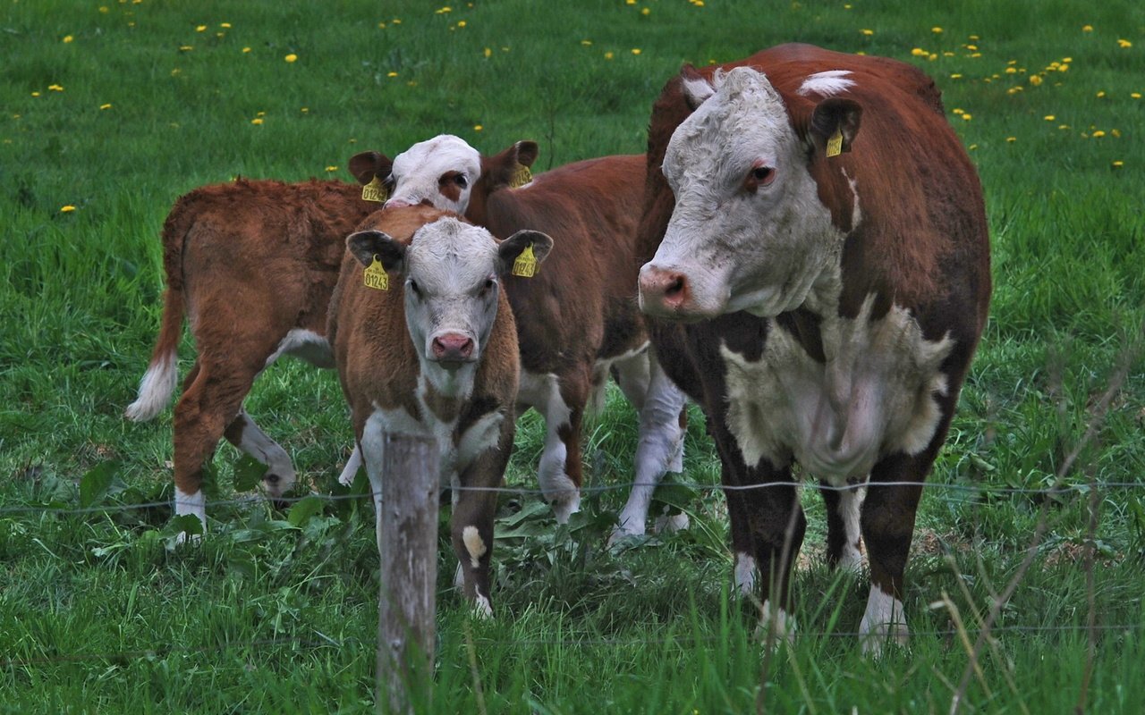 Обои трава, ограждение, одуванчики, корова, коровы, телята, grass, the fence, dandelions, cow, cows, calves разрешение 1920x1200 Загрузить