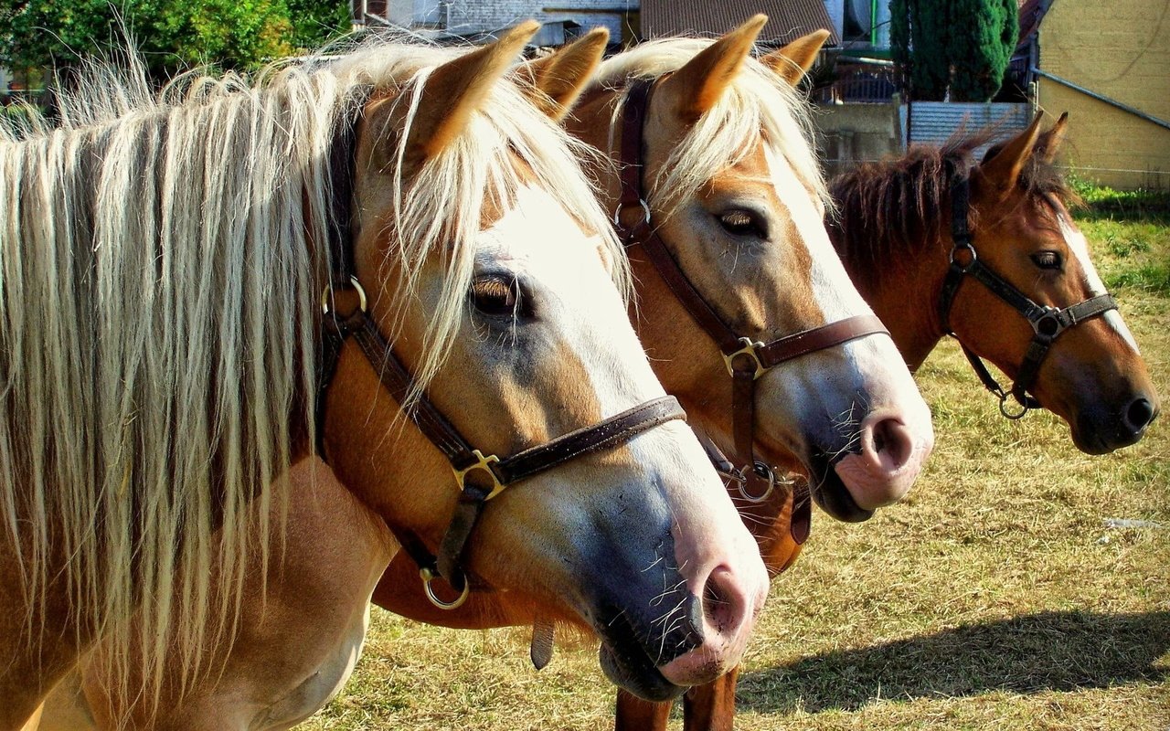 Обои взгляд, лошади, грива, лошадки, породистые, чистокровные, look, horse, mane, horses, pedigree, thoroughbred разрешение 1920x1200 Загрузить