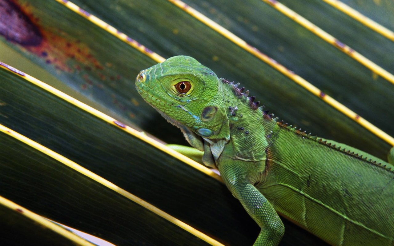 Обои природа, макро, ящерица, зеленая, ящерка, игуана, nature, macro, lizard, green, iguana разрешение 1920x1200 Загрузить