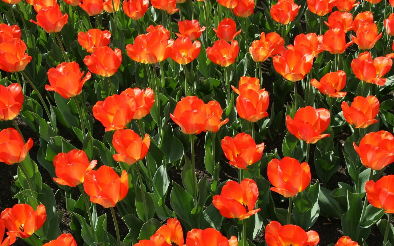 Обои цветы, природа, красные, тюльпаны, красные тюльпаны, flowers, nature, red, tulips, red tulips разрешение 1920x1280 Загрузить