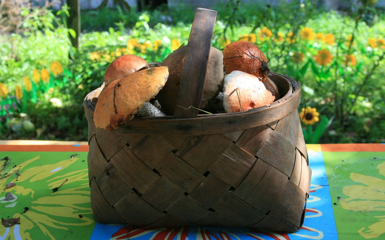 Обои природа, осень, грибы, корзина, грибы в лукошке, nature, autumn, mushrooms, basket, mushrooms in a basket разрешение 1920x1280 Загрузить