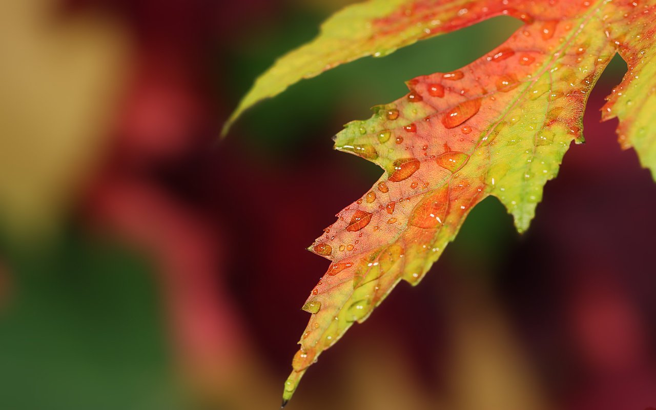 Обои макро, капли, осень, лист, размытие, macro, drops, autumn, sheet, blur разрешение 1920x1200 Загрузить