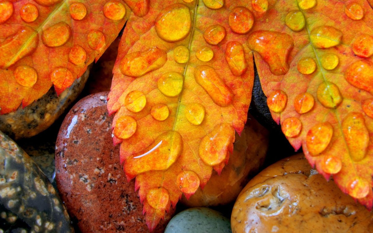 Обои камни, листья, капли, осень, лист, клен, stones, leaves, drops, autumn, sheet, maple разрешение 1920x1200 Загрузить