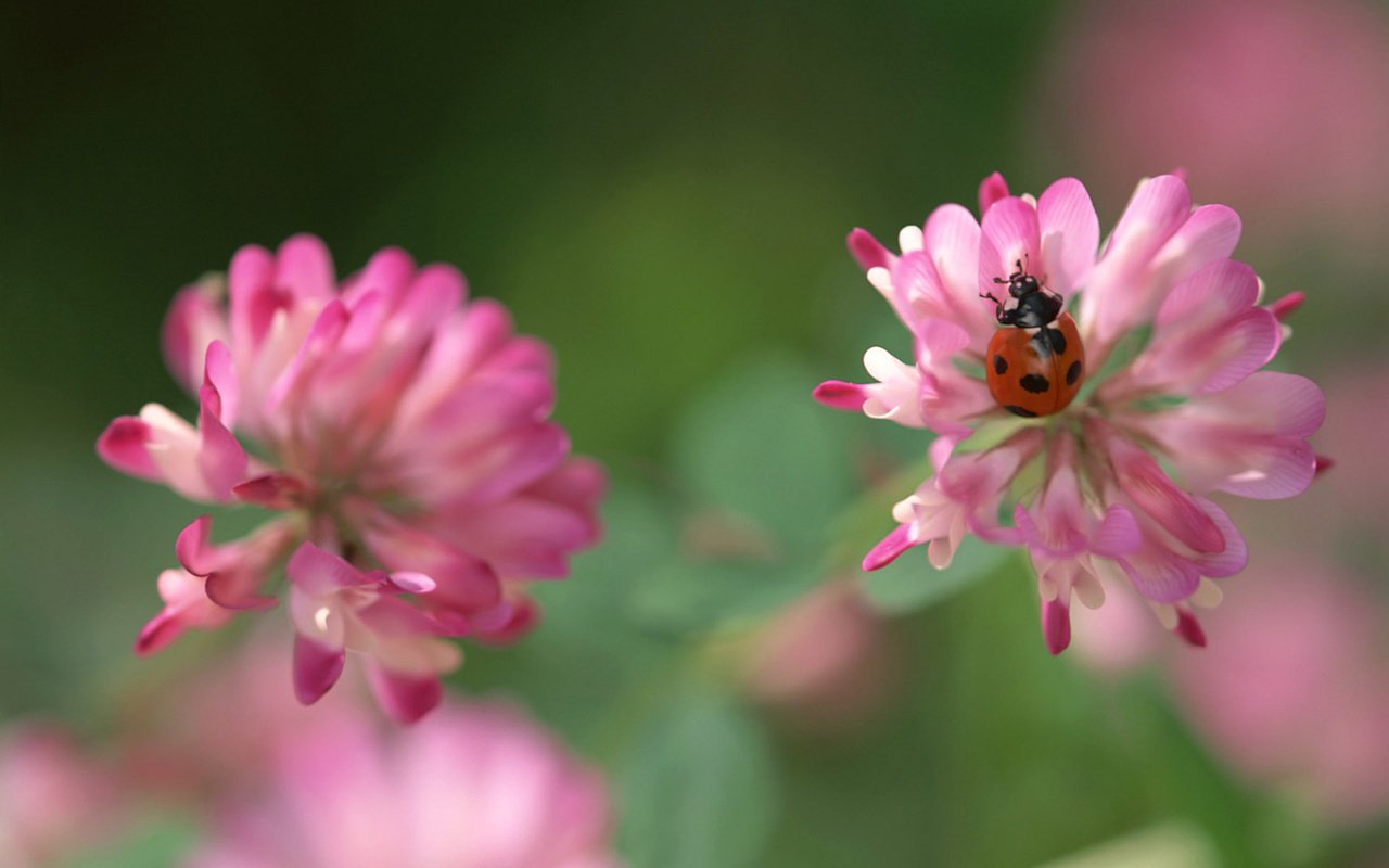 Обои клевер, насекомое, божья коровка, розовый, clover, insect, ladybug, pink разрешение 1920x1200 Загрузить