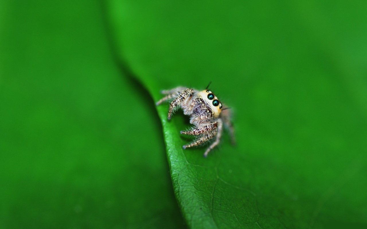 Обои глаза, маленький, лист, насекомые, паук, лапки, паучок, eyes, small, sheet, insects, spider, legs разрешение 1920x1200 Загрузить