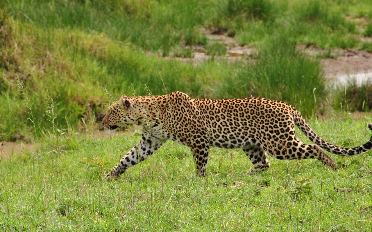 Обои трава, леопард, хищник, дикая кошка, крадётся, красивый леопард, grass, leopard, predator, wild cat, sneaks, beautiful leopard разрешение 1920x1285 Загрузить