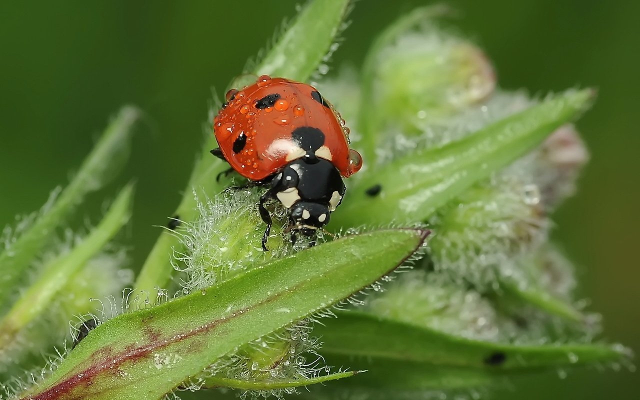 Обои насекомое, роса, божья коровка, растение, insect, rosa, ladybug, plant разрешение 1920x1200 Загрузить