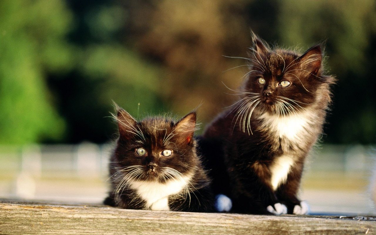 Обои кошки, котята, два, чёрно-белые, котёнка, cats, kittens, two, black and white, kitten разрешение 1920x1200 Загрузить