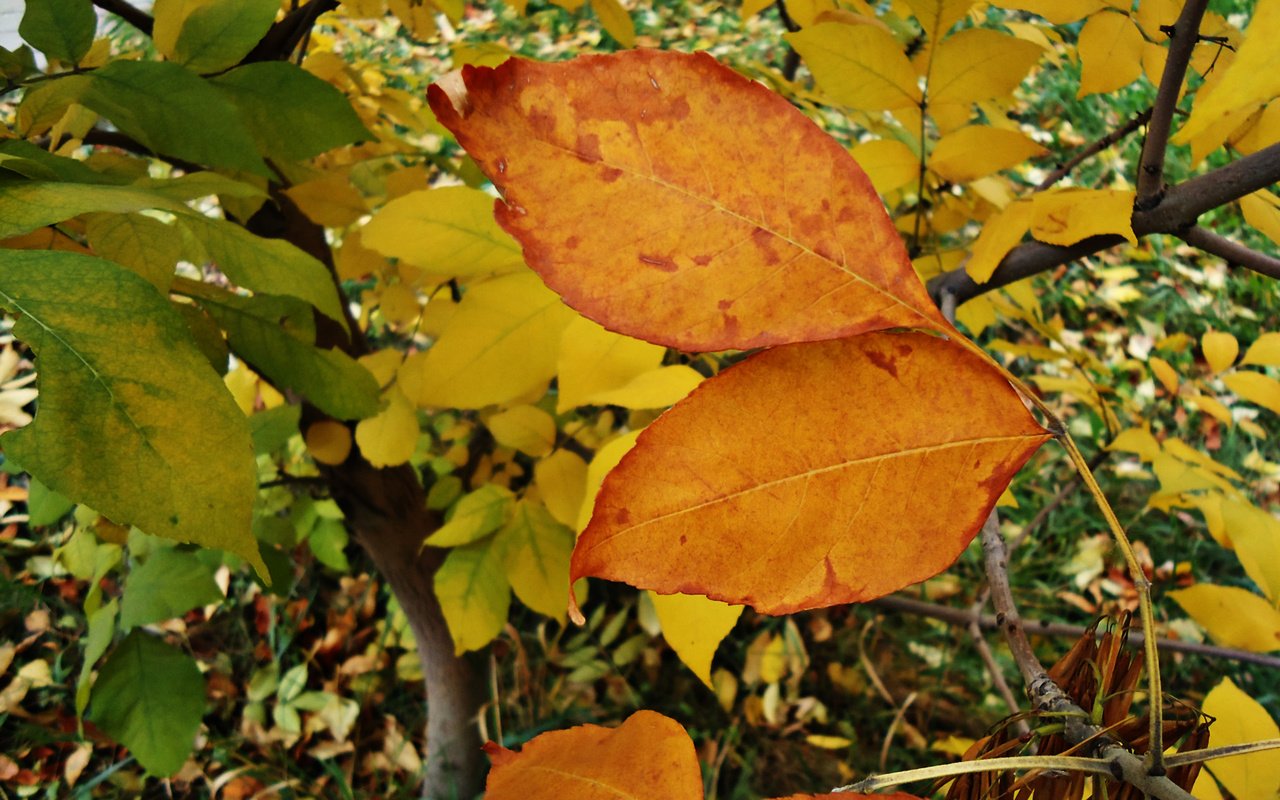Обои листья, крупный план, leaves, close-up разрешение 2560x1600 Загрузить