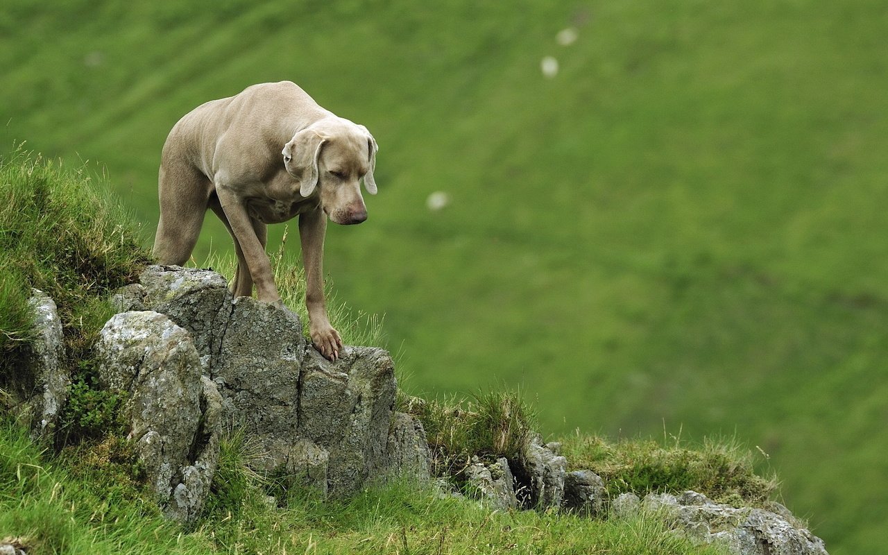 Обои веймаранер, the weimaraner разрешение 1920x1200 Загрузить