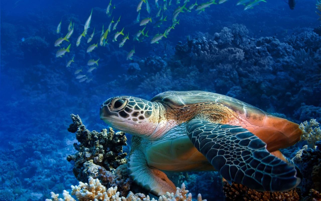 Обои рыбки, черепаха, риф, подводный мир, fish, turtle, reef, underwater world разрешение 1920x1200 Загрузить