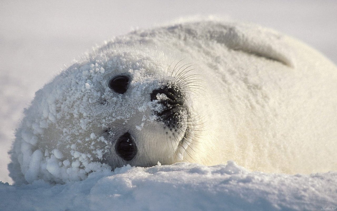 Обои снег, тюлень, детеныш, беляк, snow, seal, cub, whitey разрешение 1920x1200 Загрузить