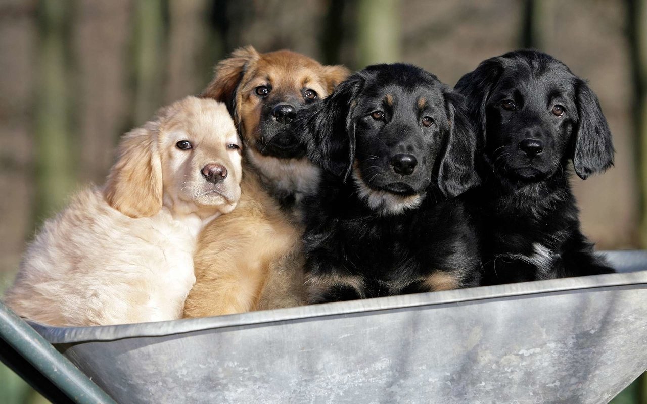 Обои щенки, собаки, телега, ховаварт, говаварт, puppies, dogs, cart, hovawart разрешение 1920x1200 Загрузить